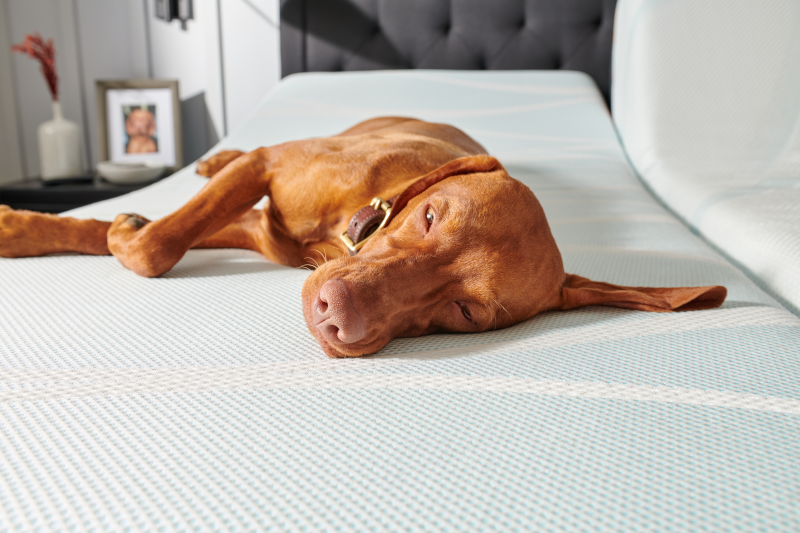 Brown_dog_lazily_sleeping_on_TempurPedic_mattress.png